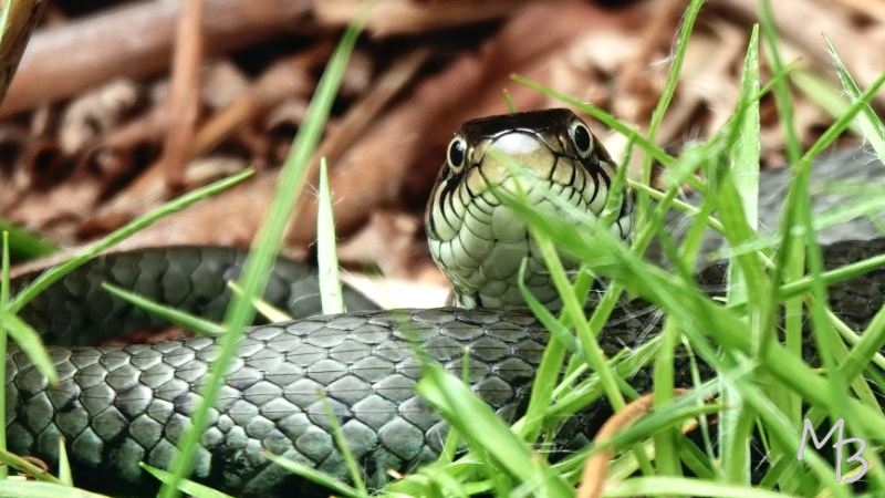 Marian Buurman - Ringslang in het gras Oude Loo - 2025;06;01;juni;Amfibie;ringslang;
